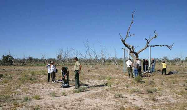 Sturt's tree walk