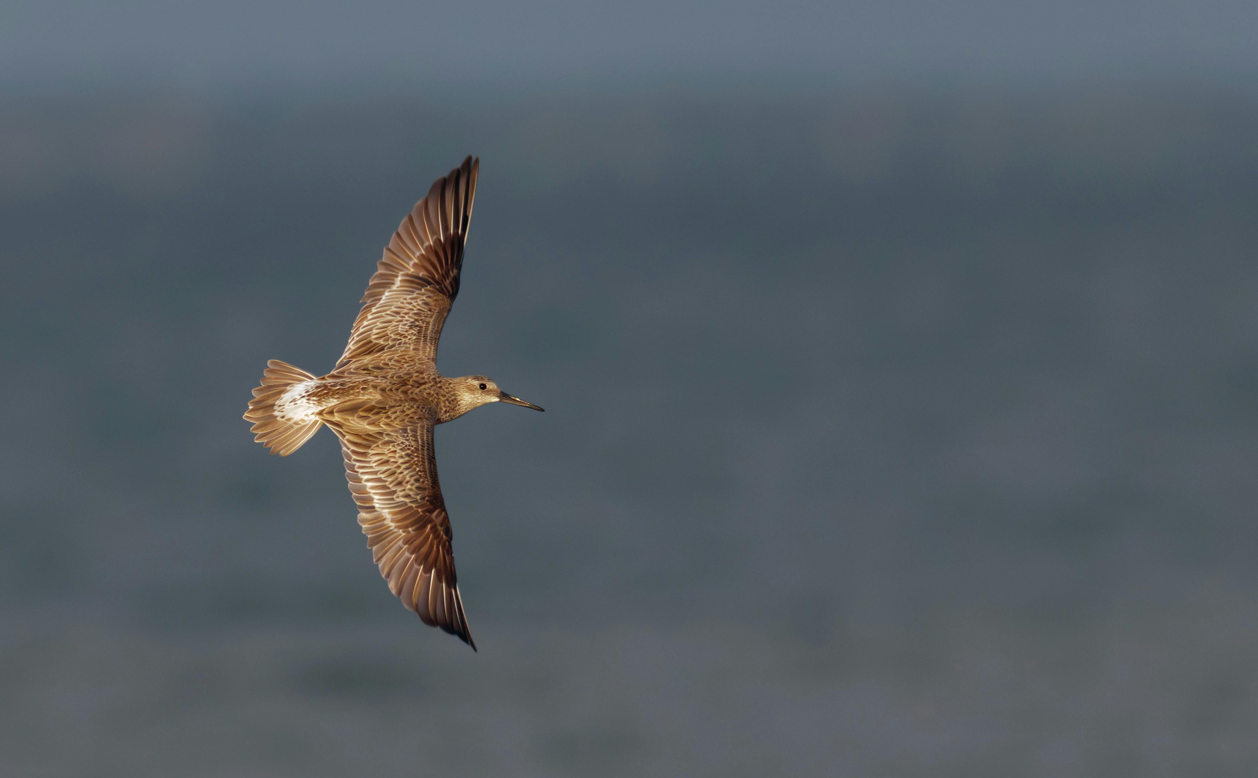 Great knot, Calidris tenuirostris, a migratory shorebird, at Lee Point, Darwin, Northern Territory