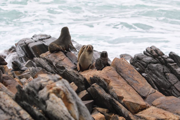 Secret Seals Tour