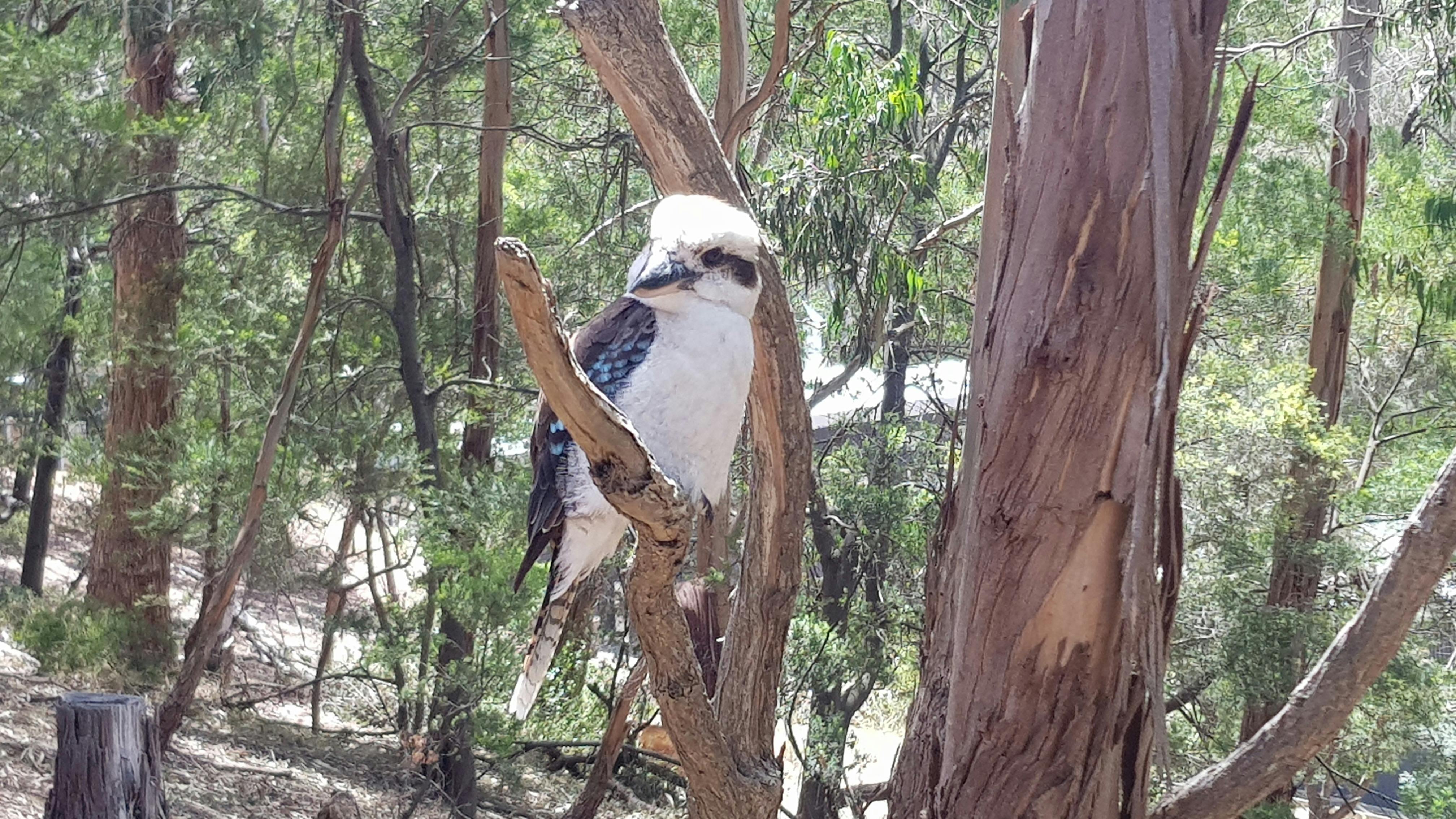 Wild Kurraburra posing for Photo @ Kennet River