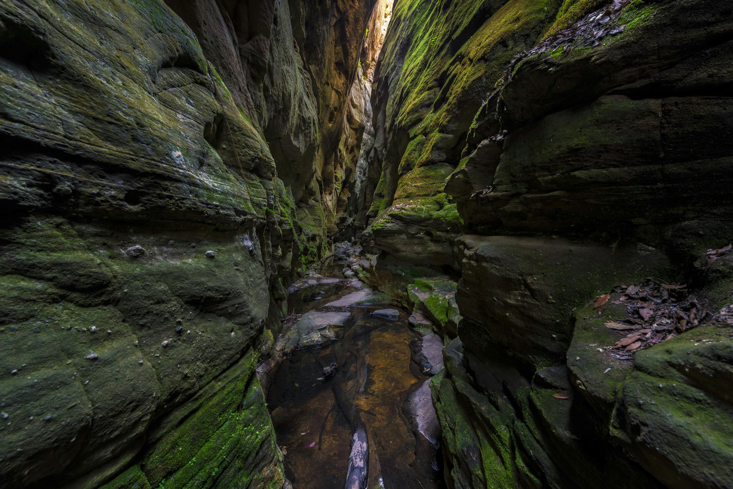 Crystal, clear water trickles along the creek bed of a narrow, moss-lined slot-canyon.
