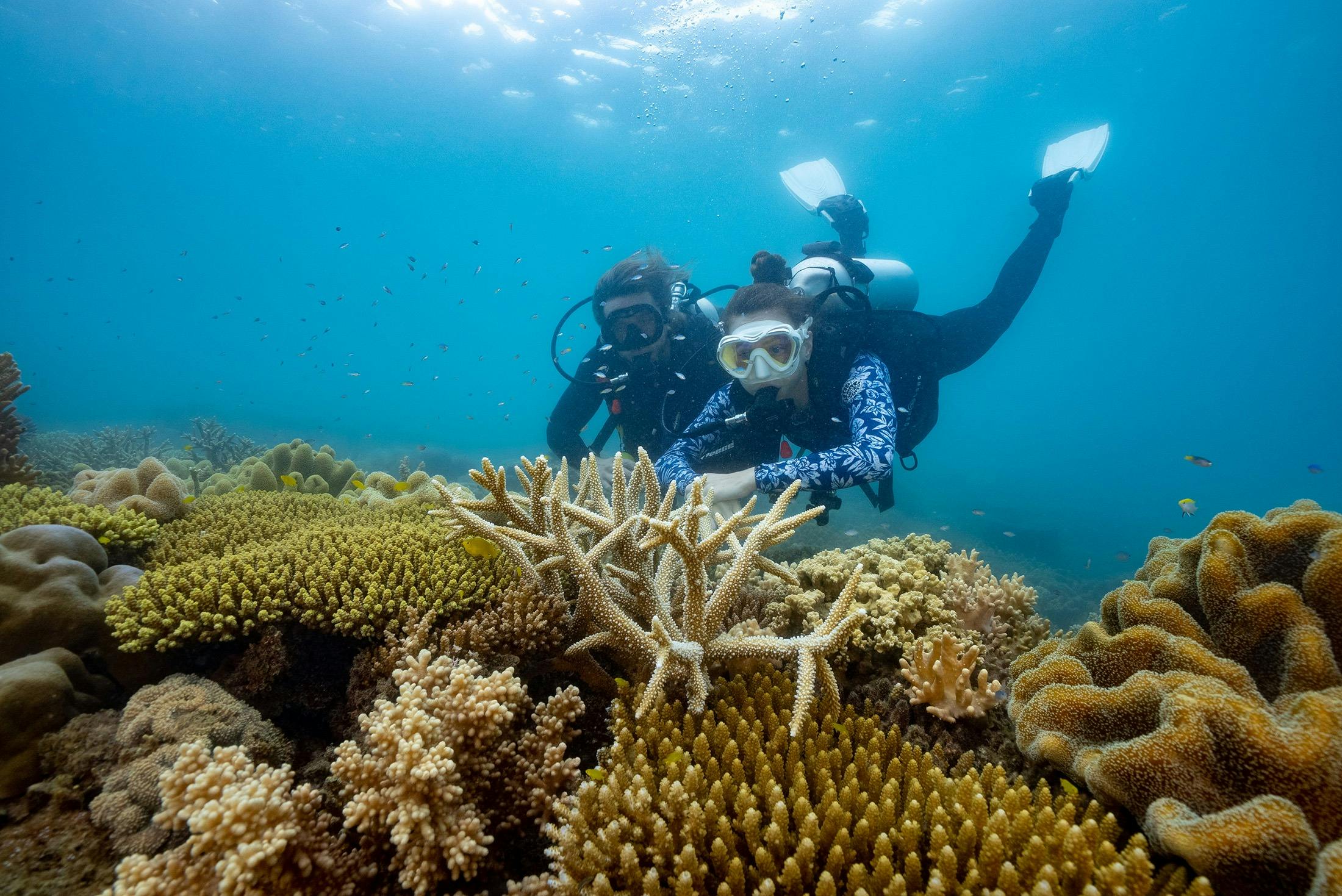 Octopus Dive - Fitzroy Island