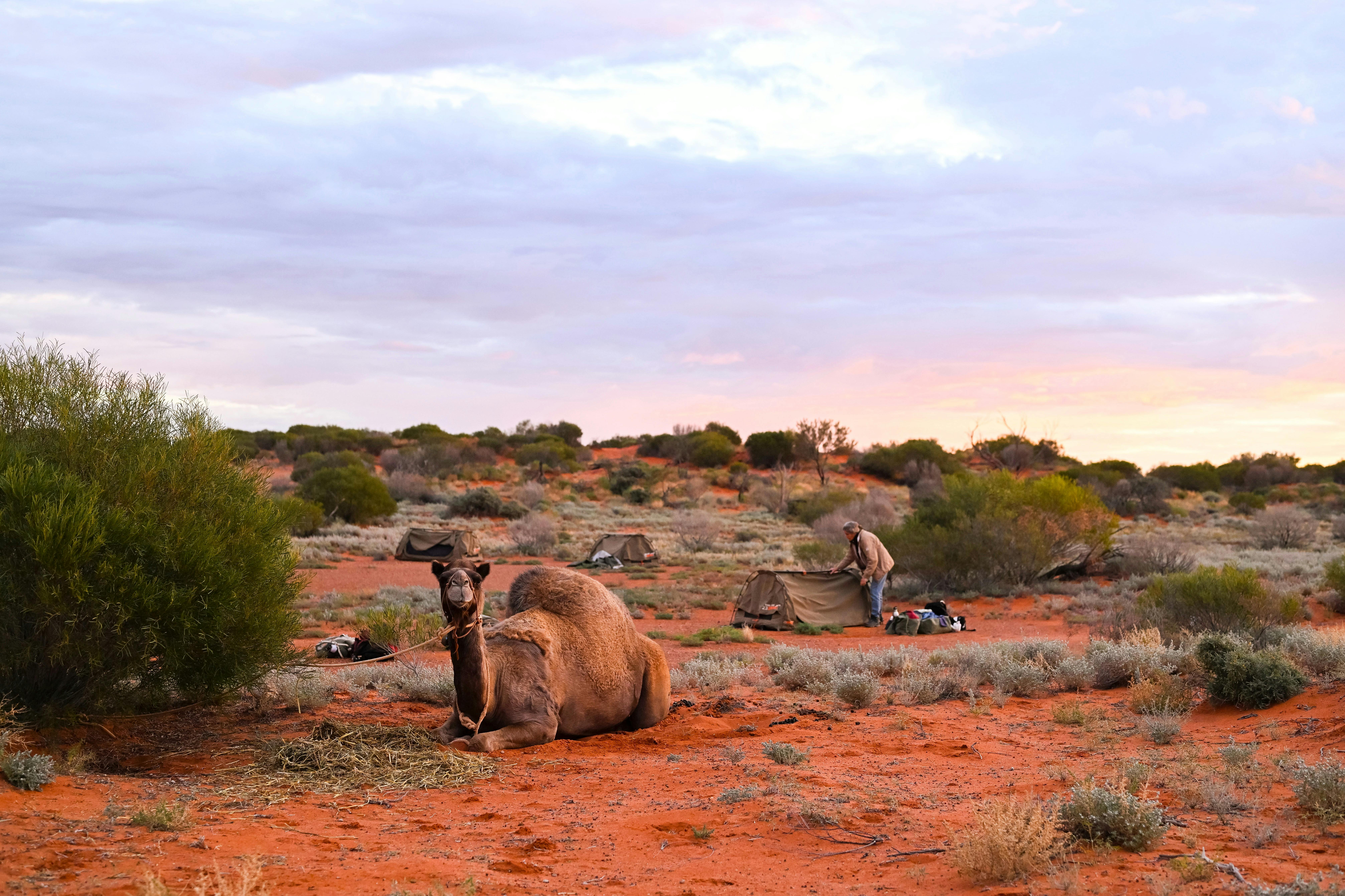 Camel Treks Australia Outback Safaris