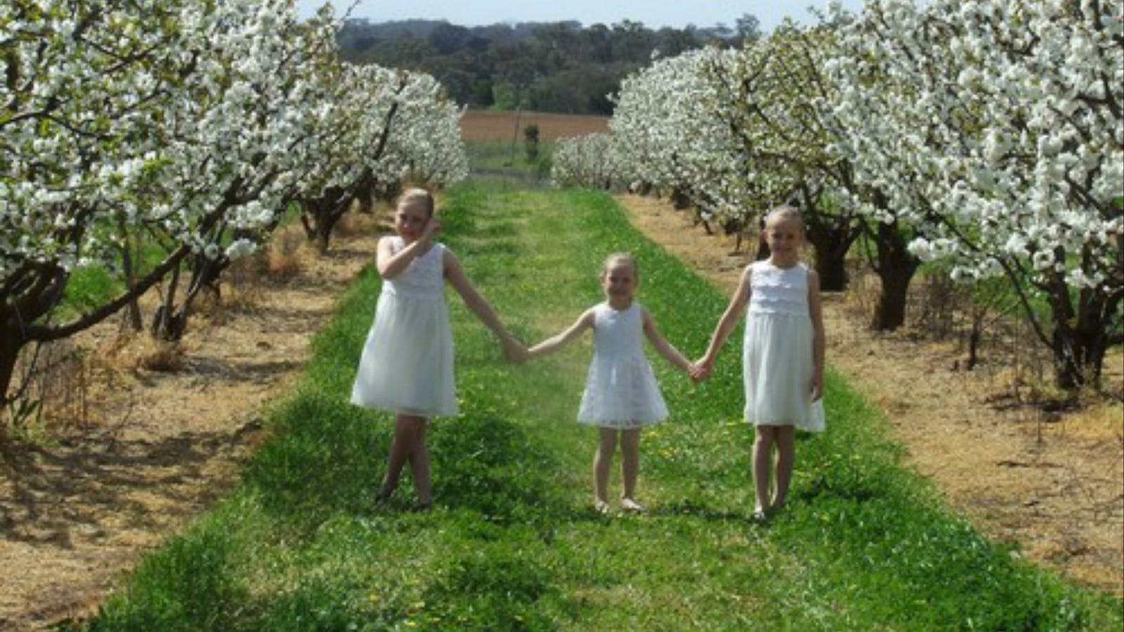 Main Range Orchards