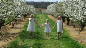 Main Range Orchards
