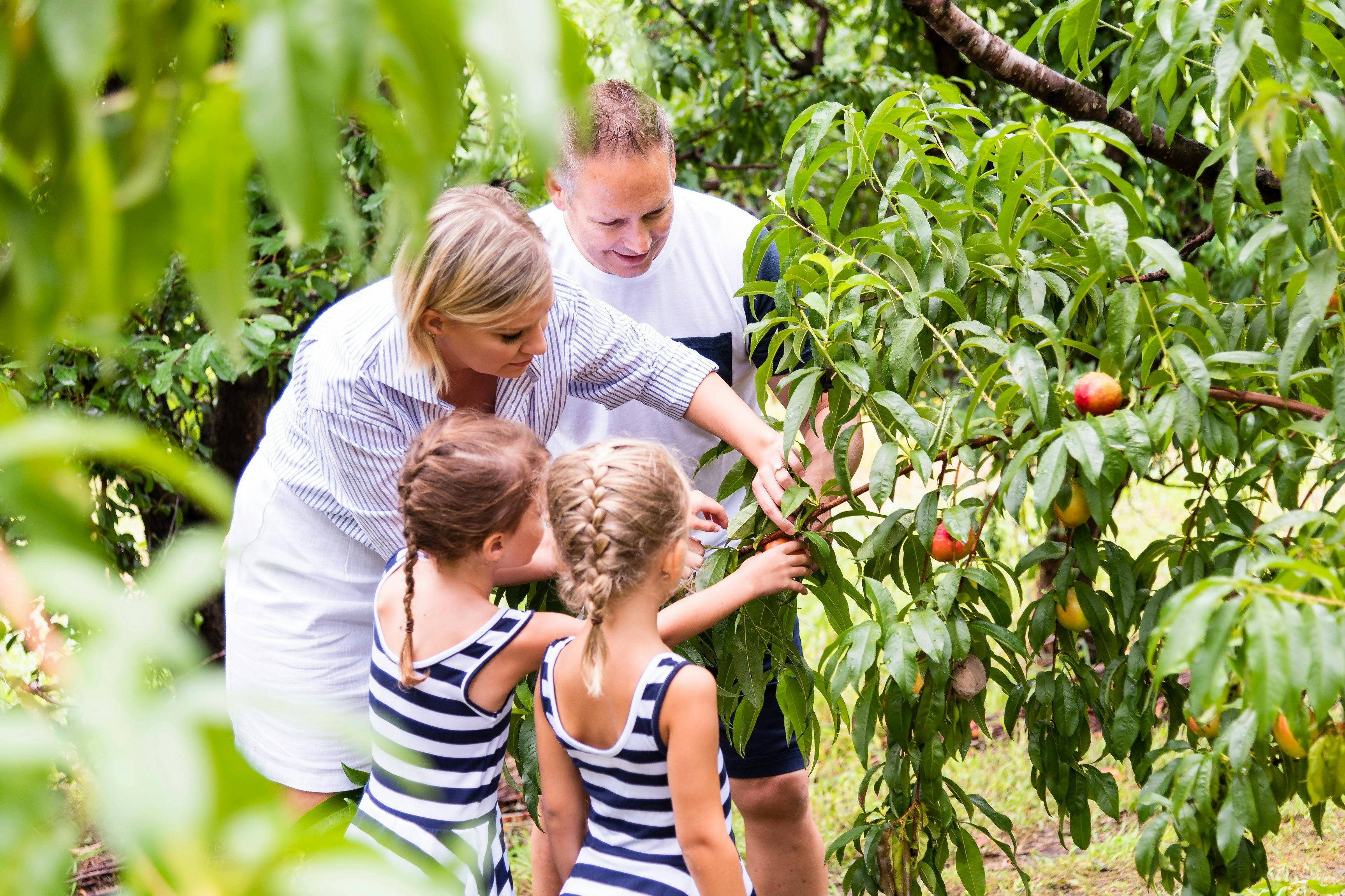Family enjoying a day of fruit picking at Pine Crest Orchard, Bilpin