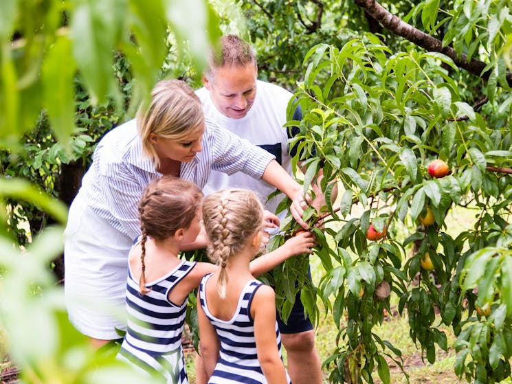 Family enjoying a day of fruit picking at Pine Crest Orchard, Bilpin