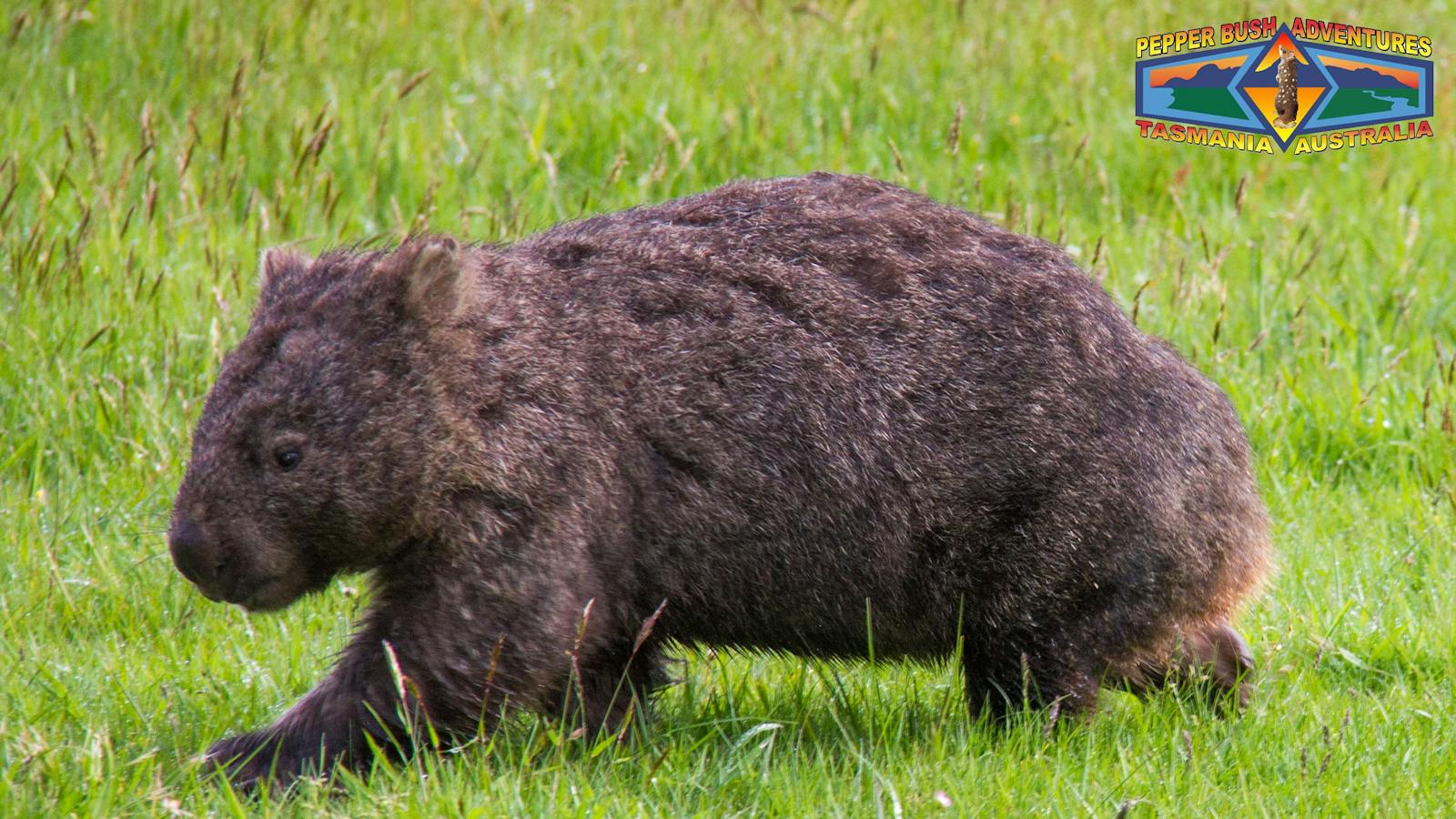 Bare nose wombat