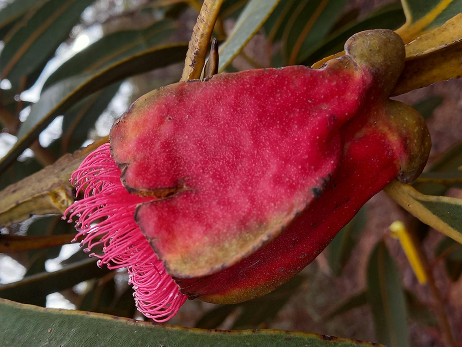 Eucalyptus brandiana