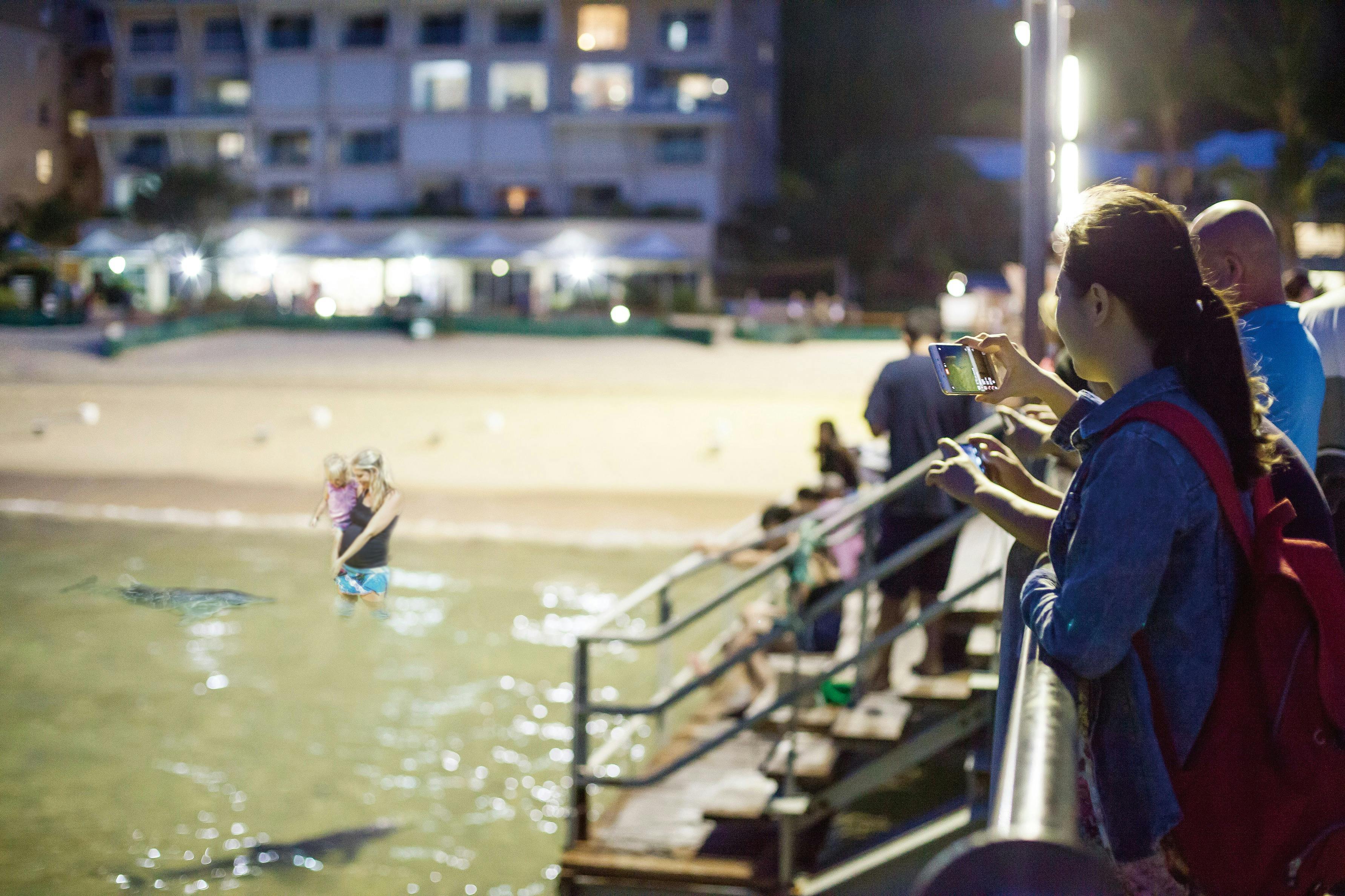 Wild Dolphin viewing
