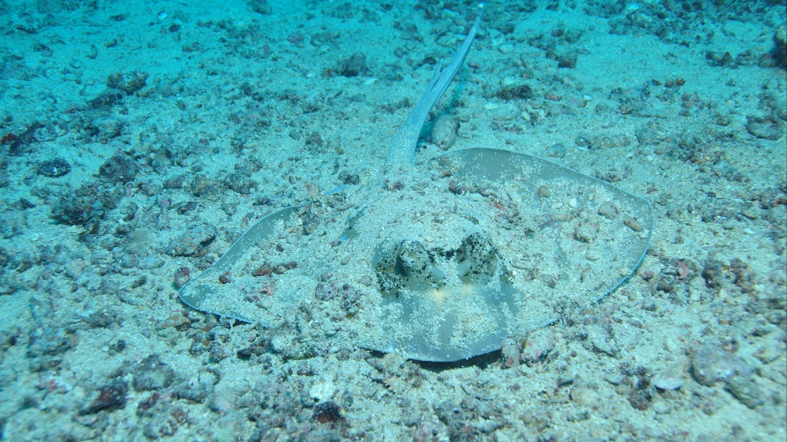 Cobia Hole Dive Site