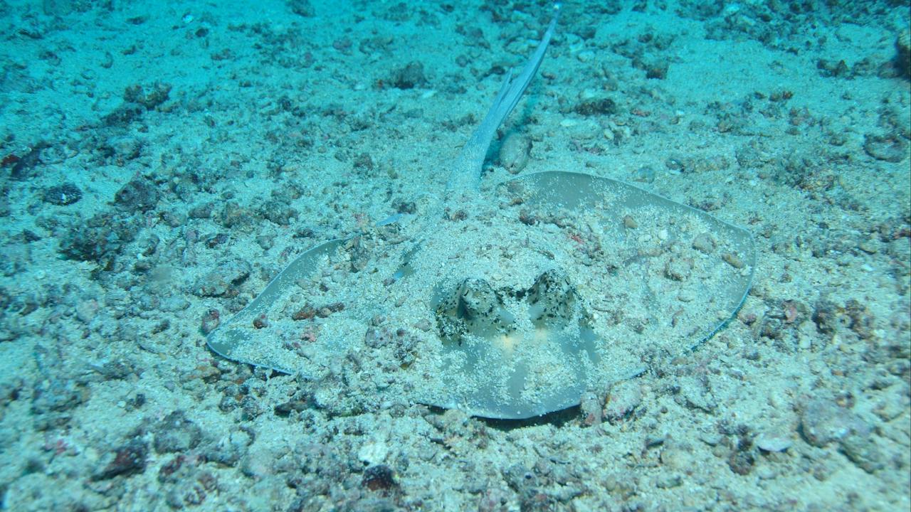Cobia Hole Dive Site