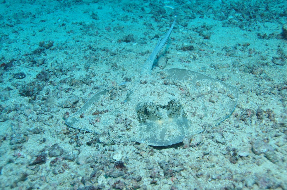 Cobia Hole Dive Site