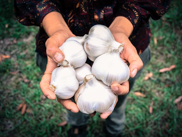 Example fresh garlic from the market.