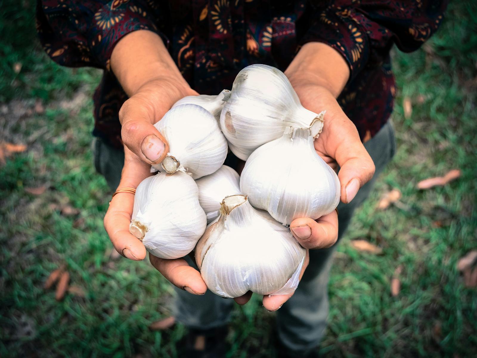 Example fresh garlic from the market.