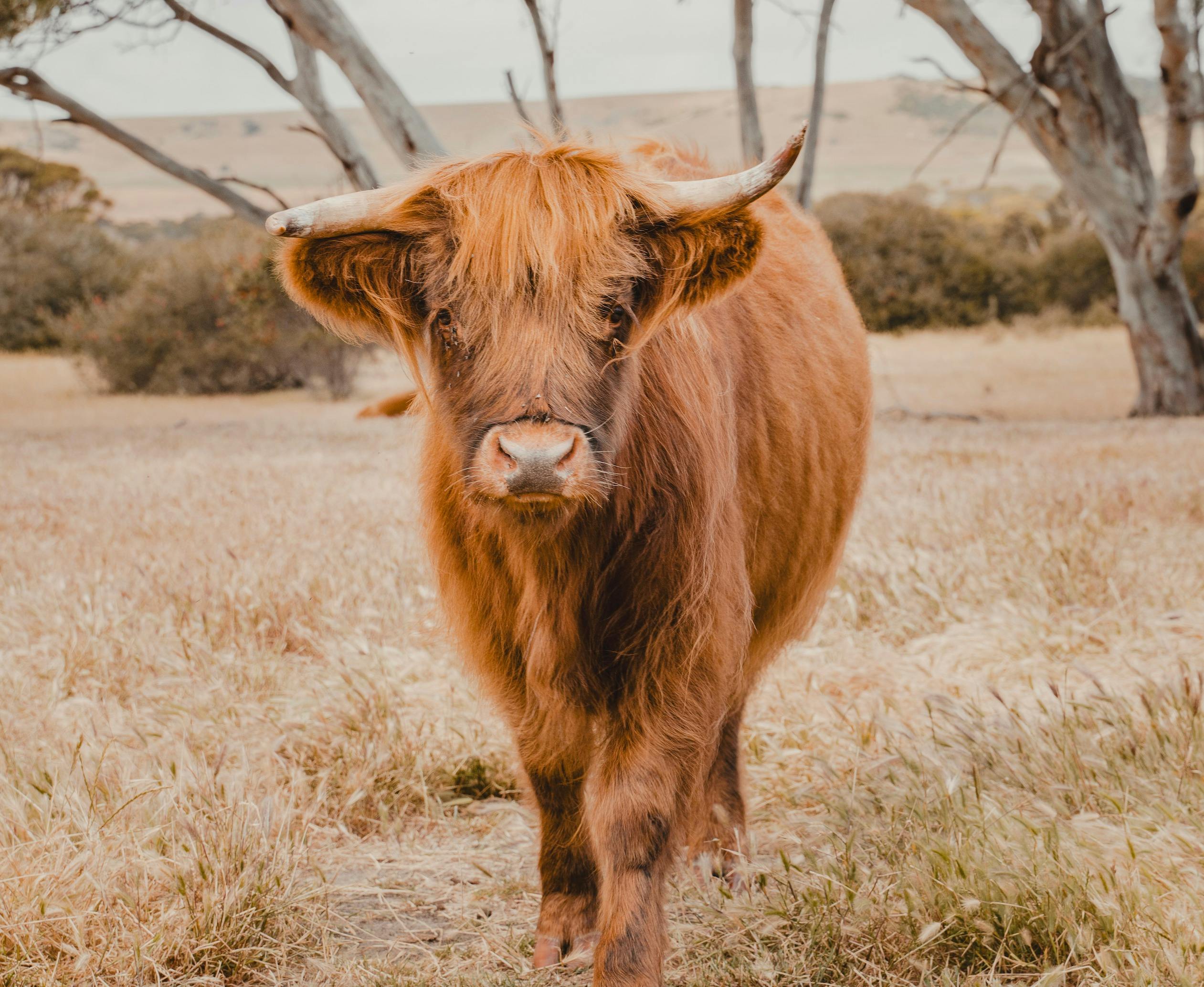 Solstice Kangaroo Island Highland Cow and Farm Experiences