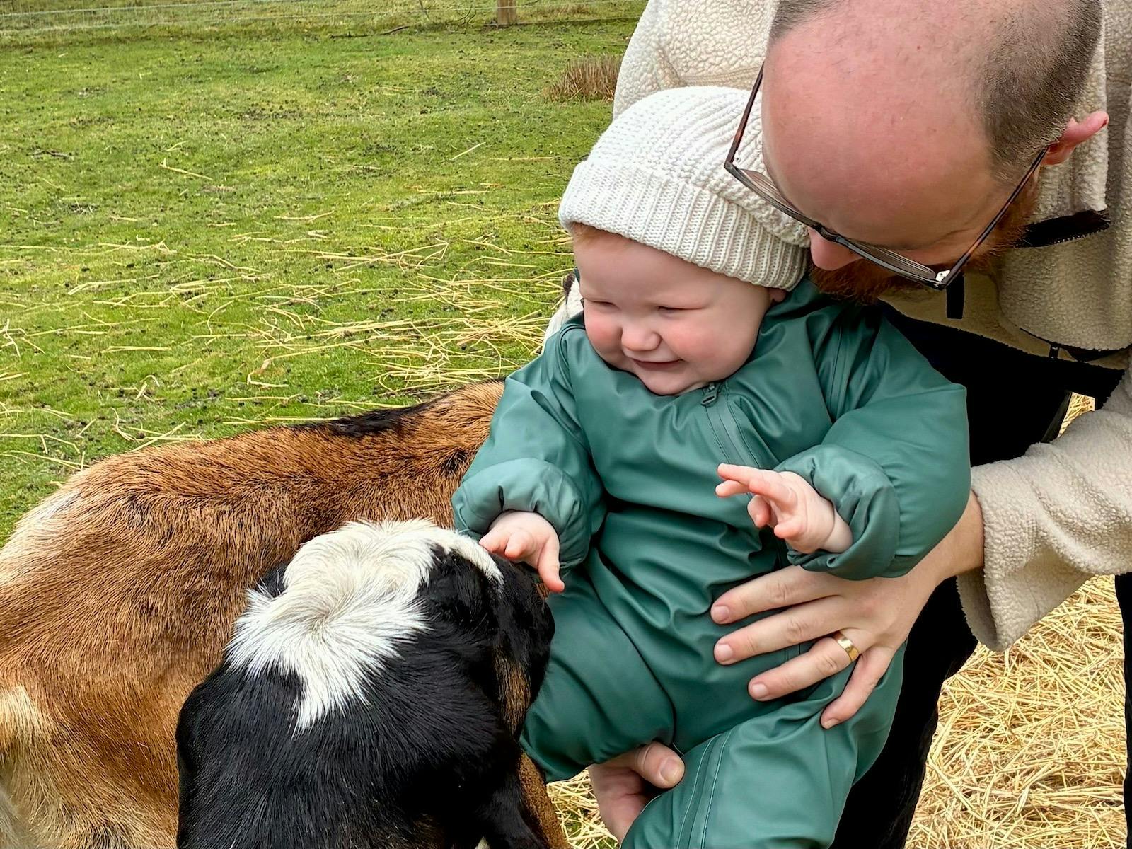 Dad and baby meeting goats