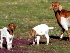 Raidis Estate Goats playing in Grapes