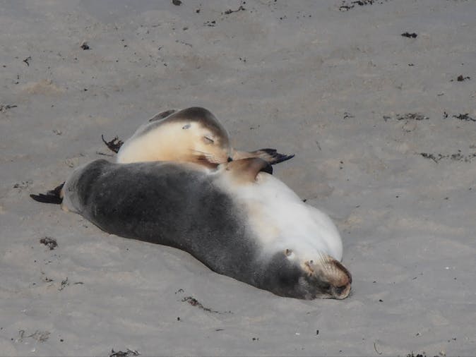 4 Day All Over Kangaroo Island Tour SWTKI04