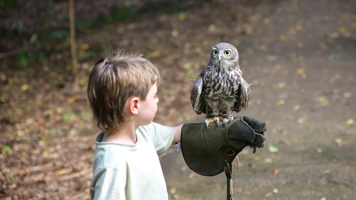 Child flying owl Buderim sunshine coast hold an owl