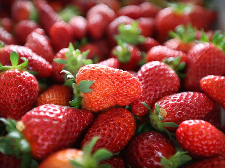 Strawberries grow on vertical latticed frames - pluck them at shoulder level, whatever your height