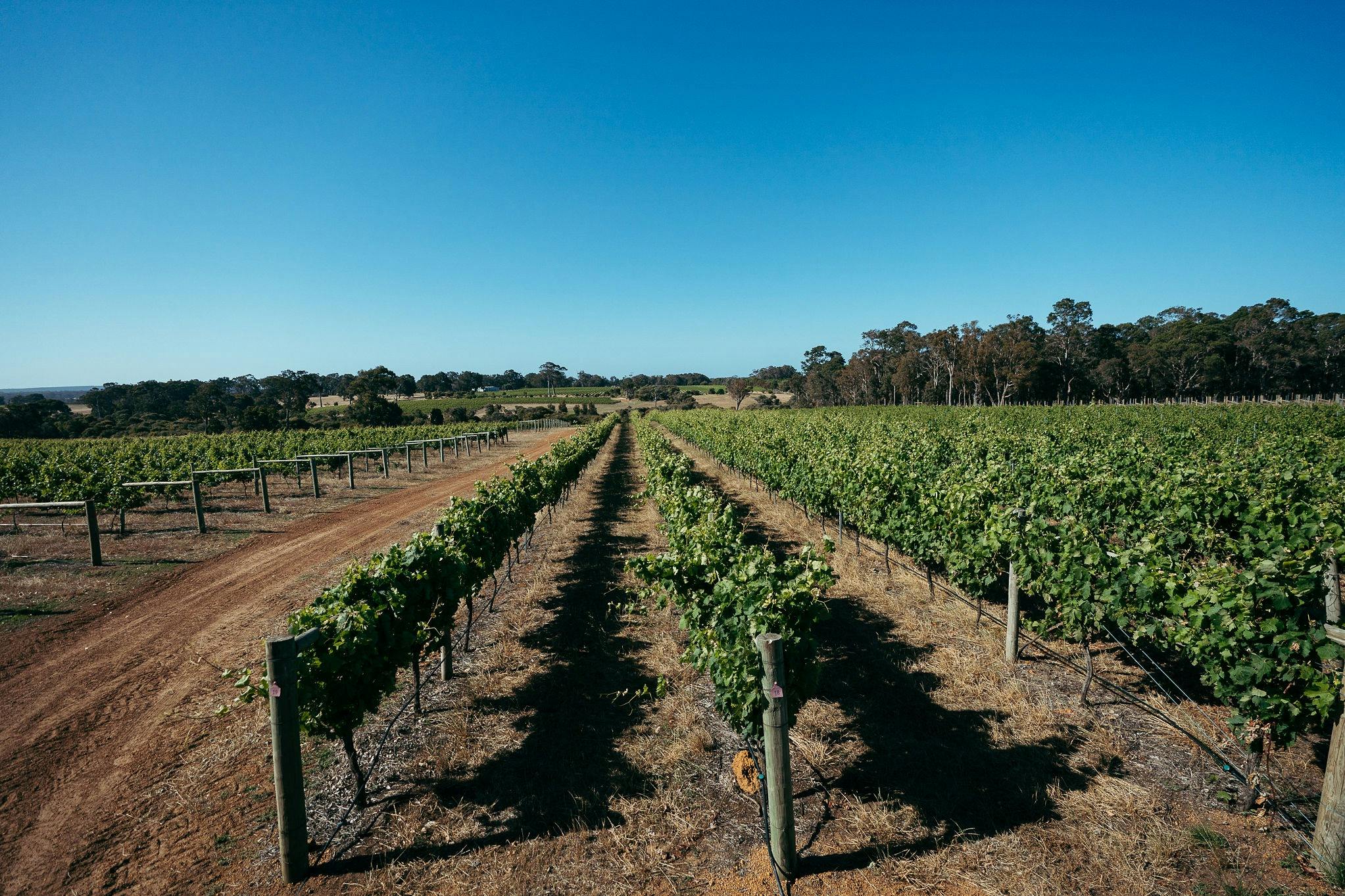 Fishbone Wines