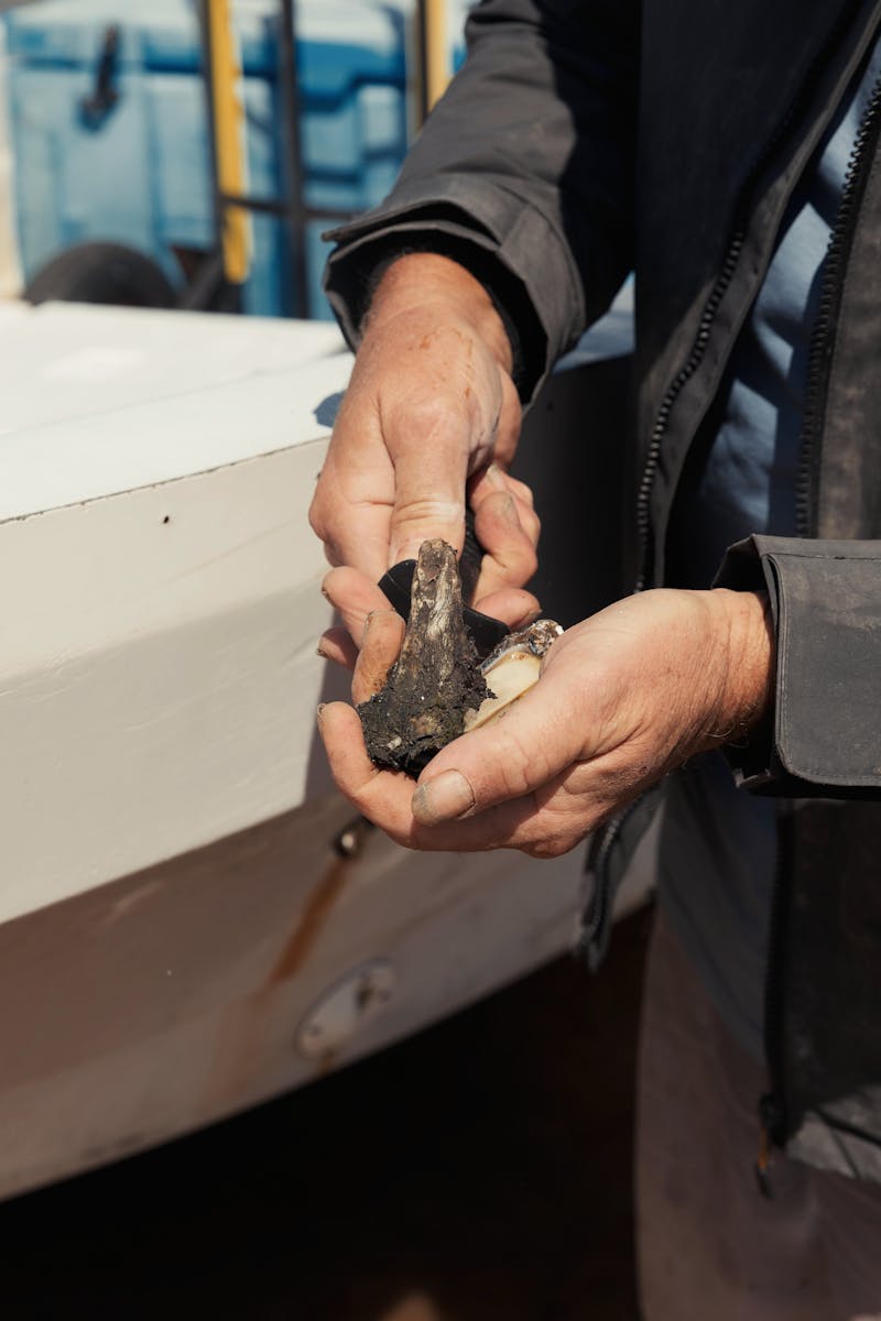 Freshly Shucked Moreton Bay Oysters