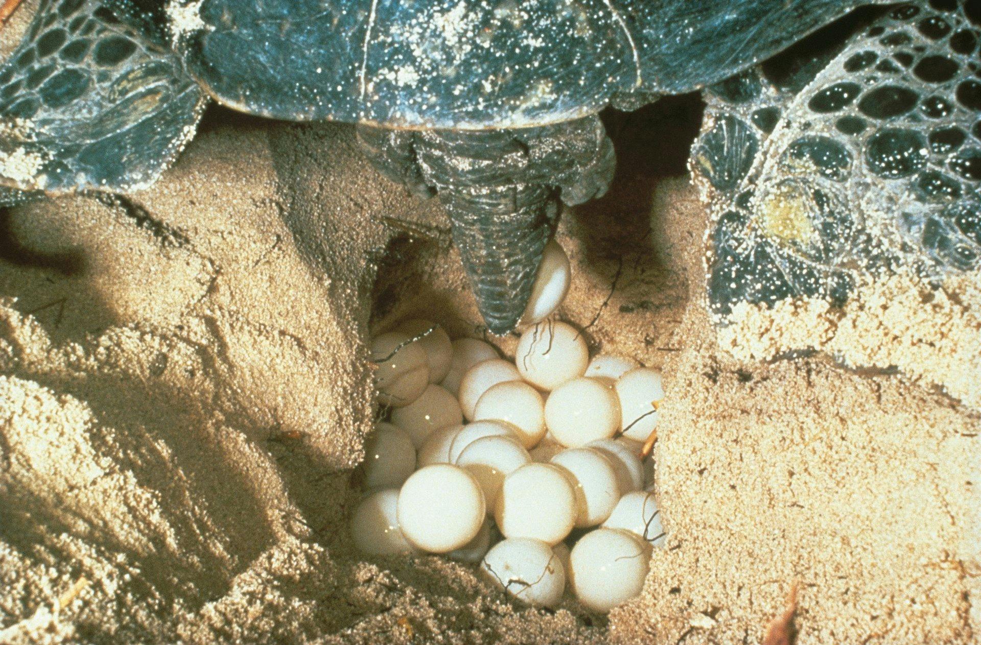 Nesting Turtle