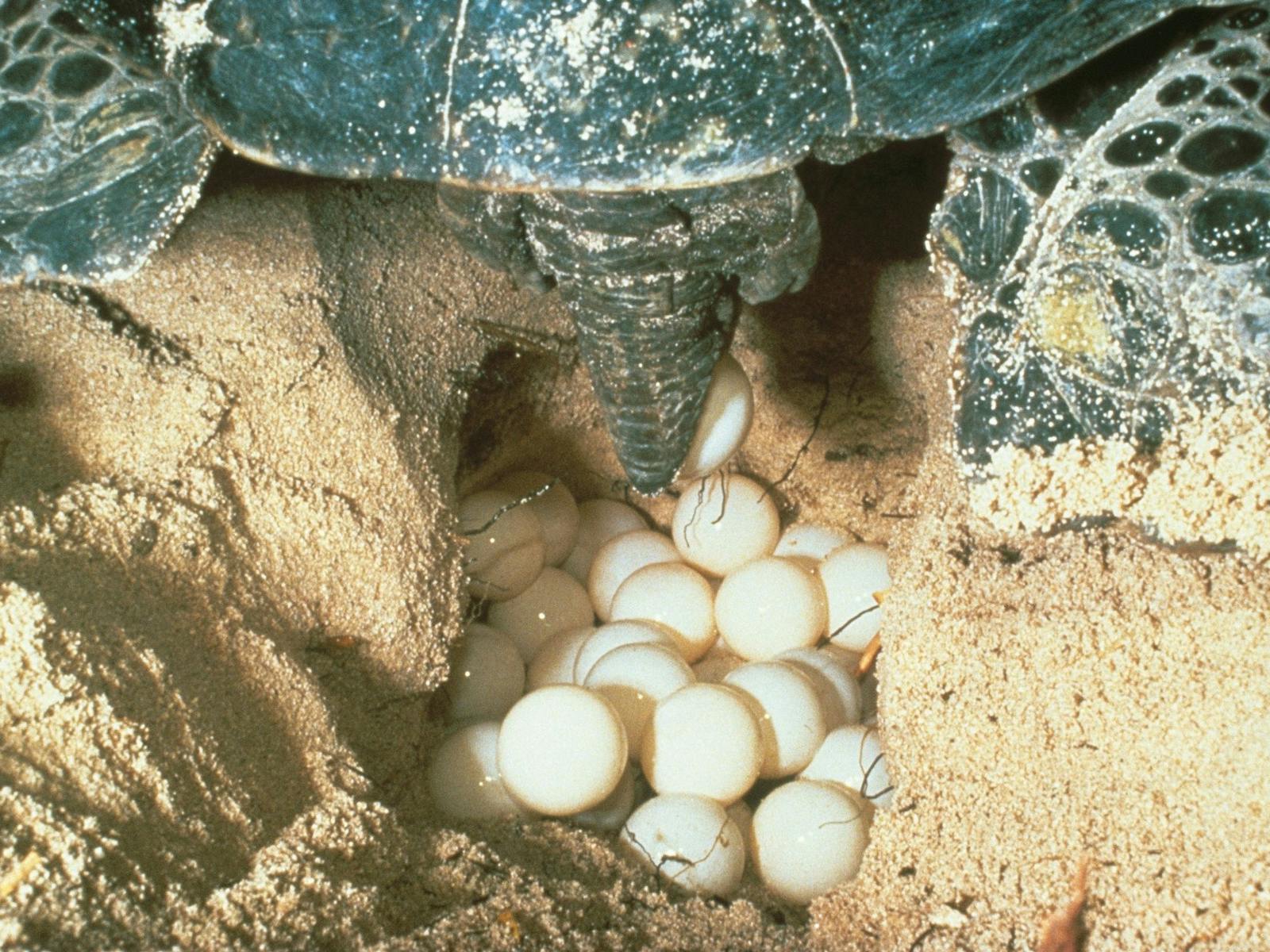 Nesting Turtle