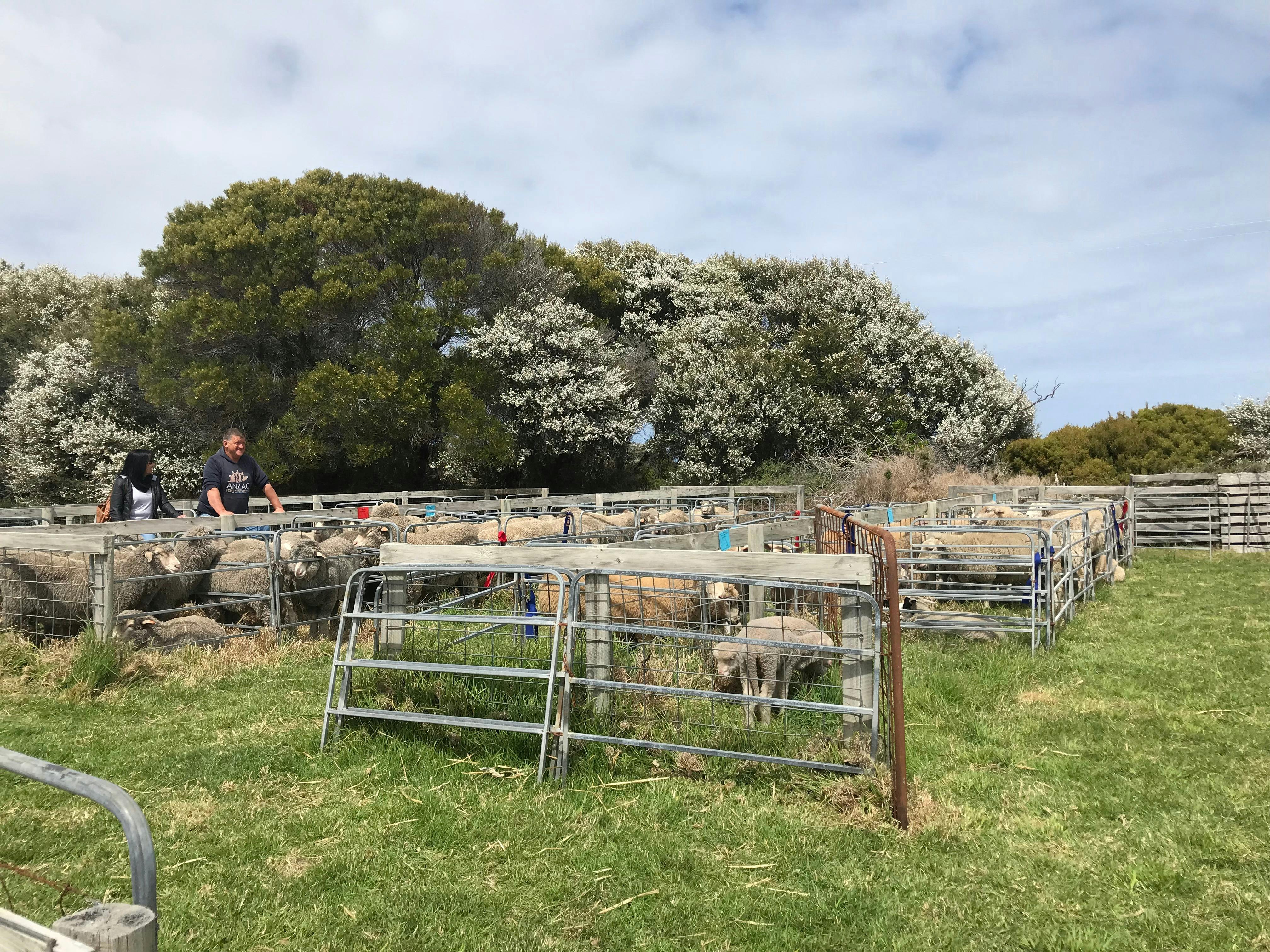 Flinders Island Show