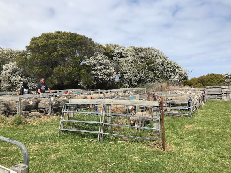 Flinders Island Show