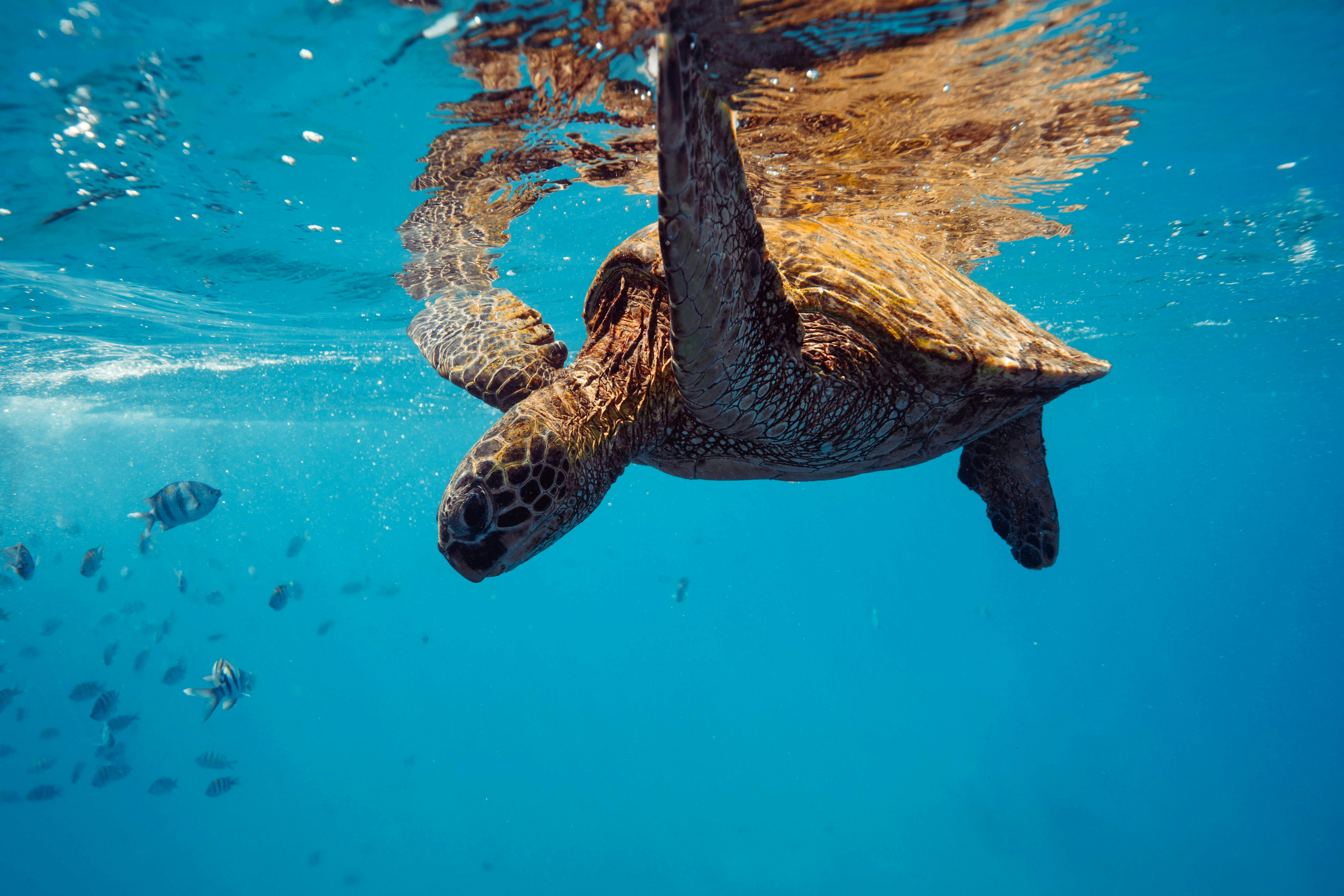 Green Sea Turtle about to dive down after taking a breath at the surface.
