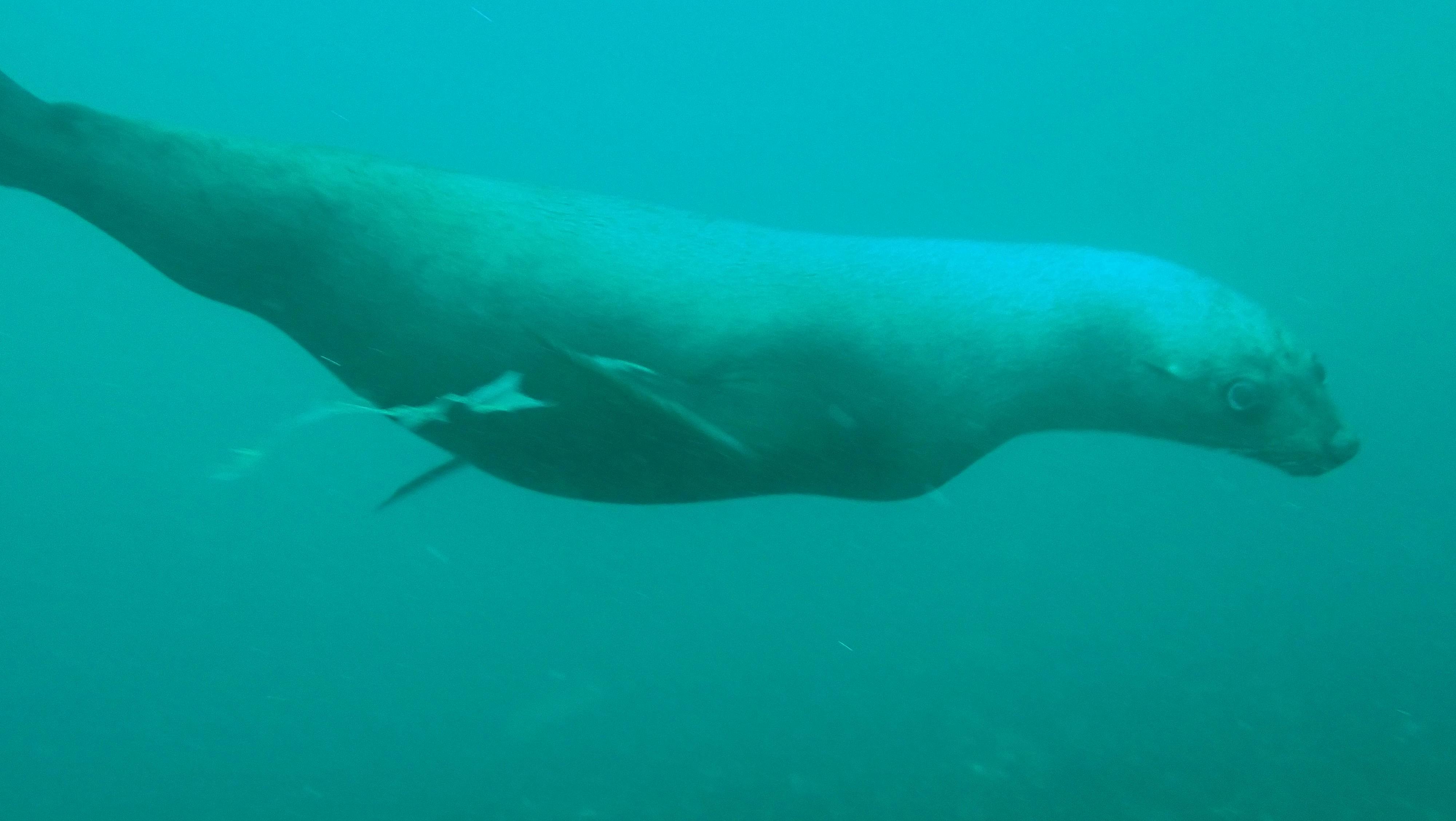 Seal