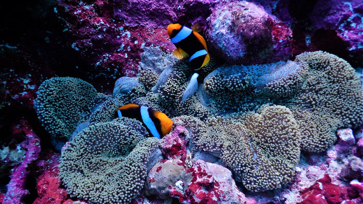 Osprey Reef, Admiralty Dive Site