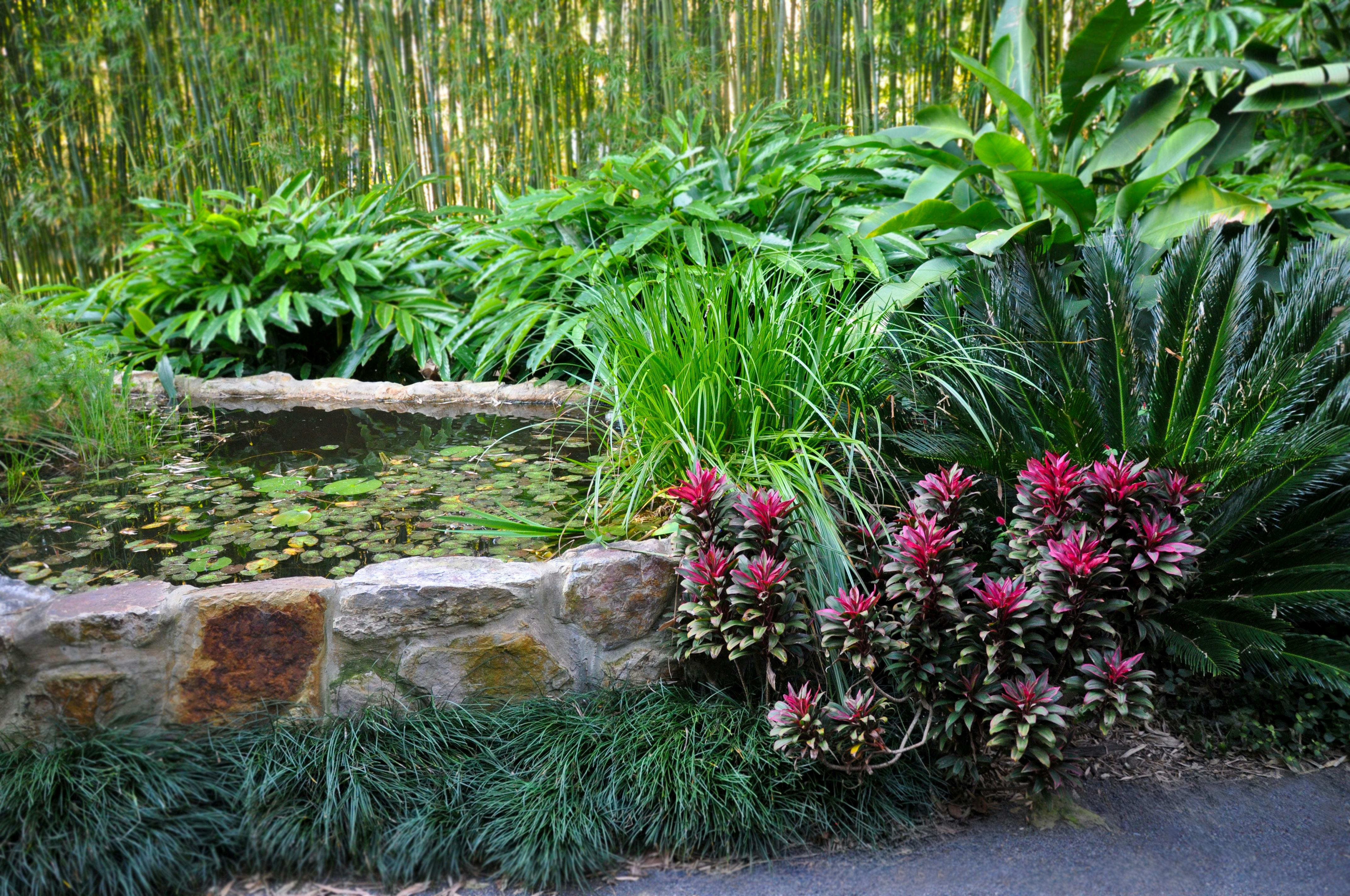 Bamboo Land Pond
