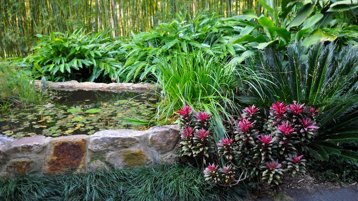 Bamboo Land Pond