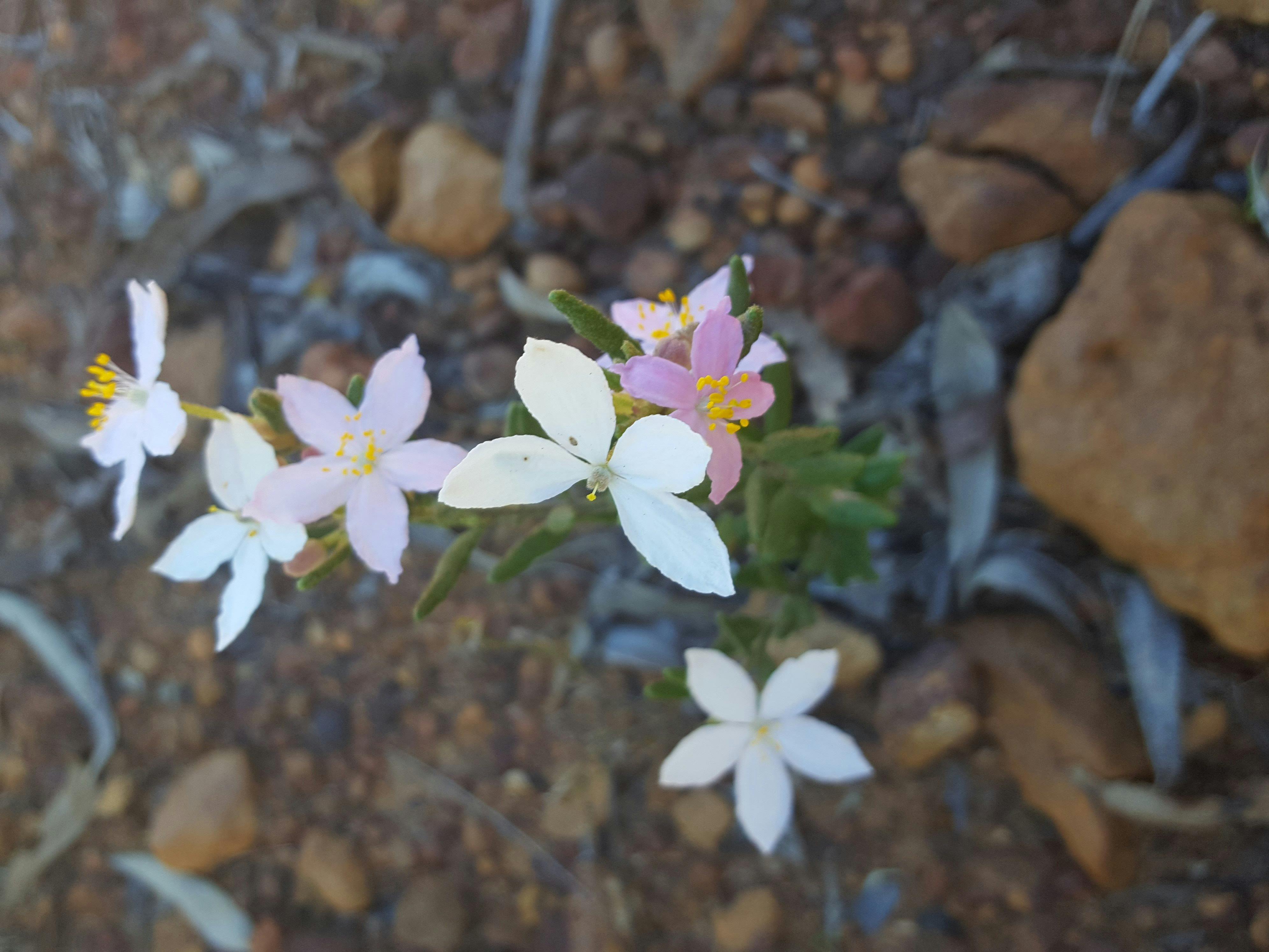 Wongamine Nature Reserve