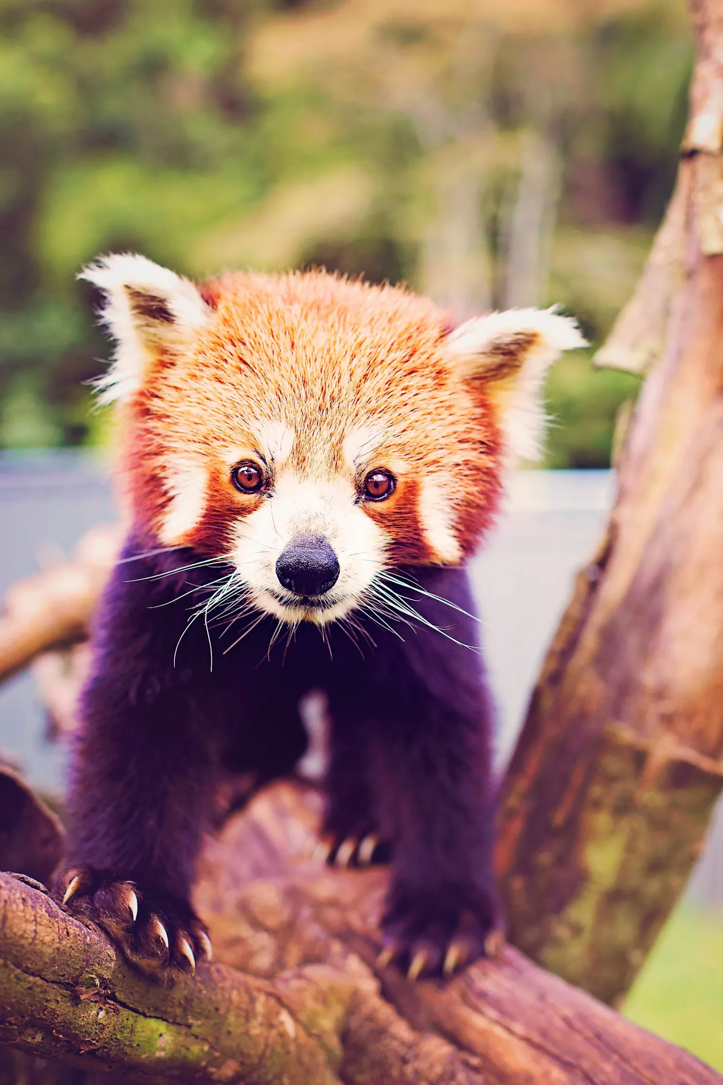 Red Panda