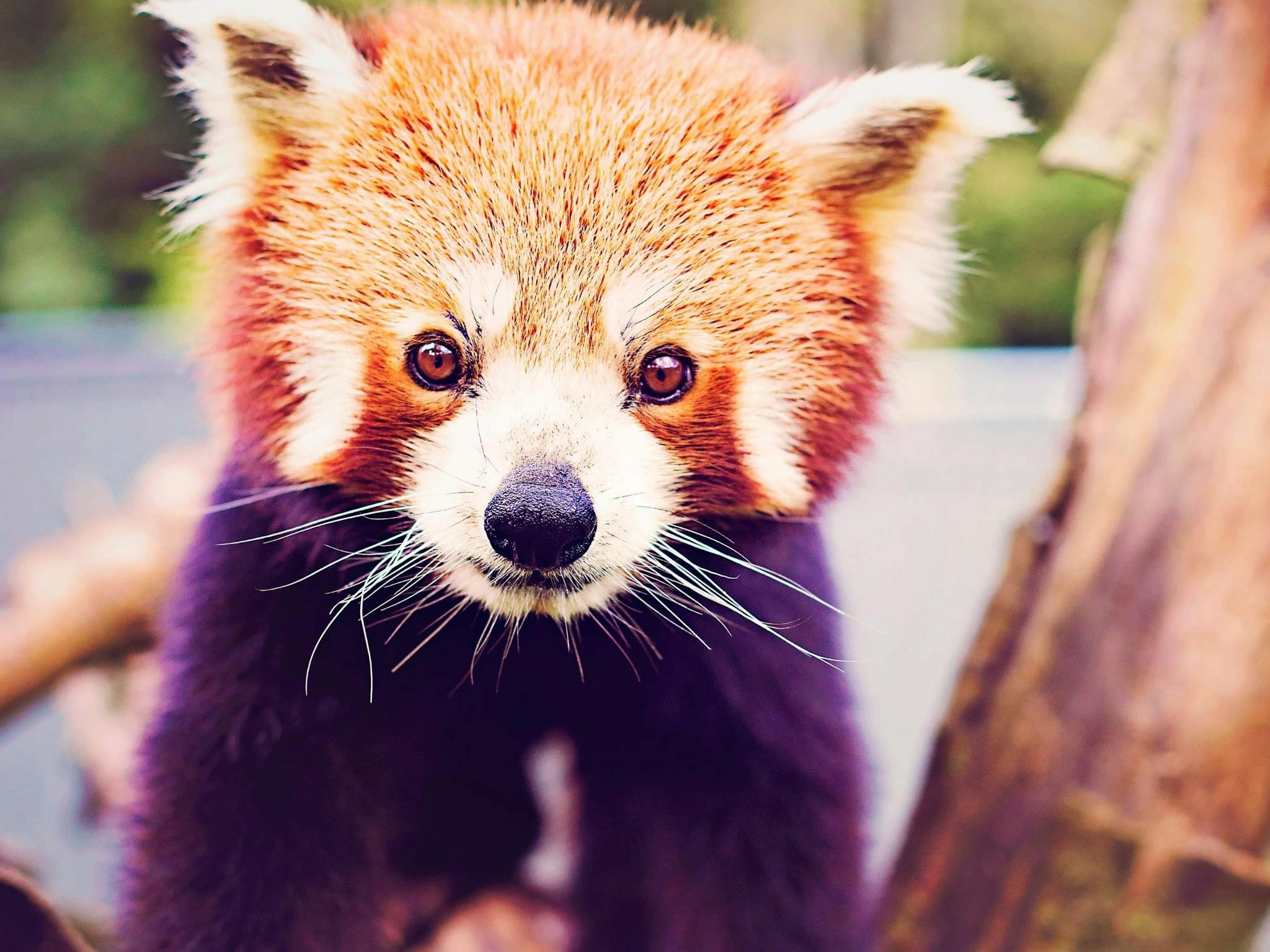 Red Panda Red Panda