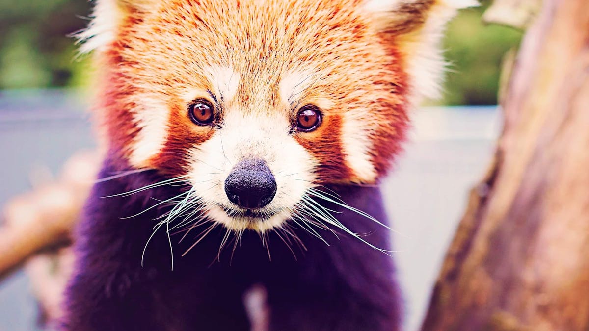 Red Panda