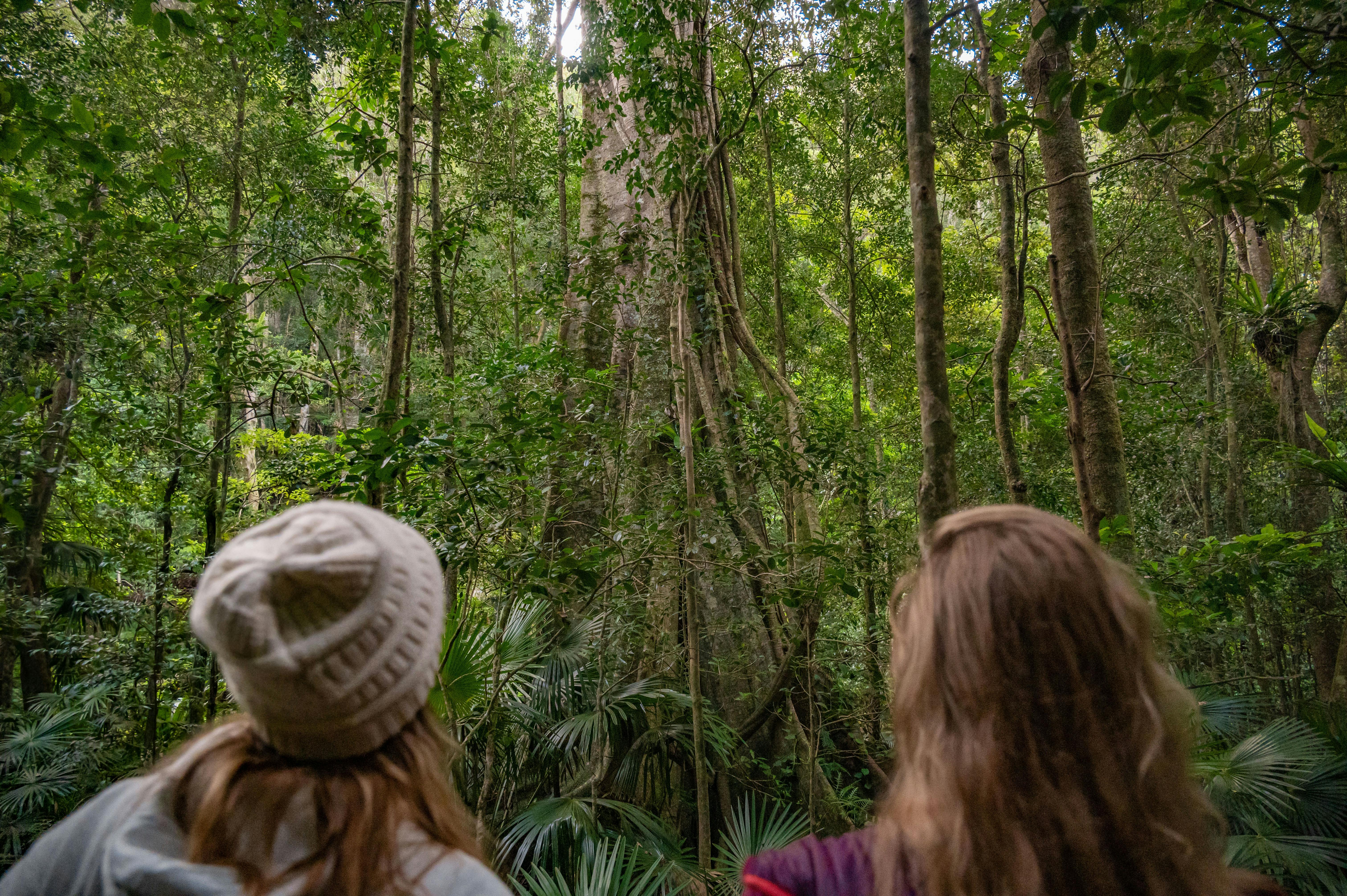 Minnamurra Rainforest Centre: Budderoo National Park
