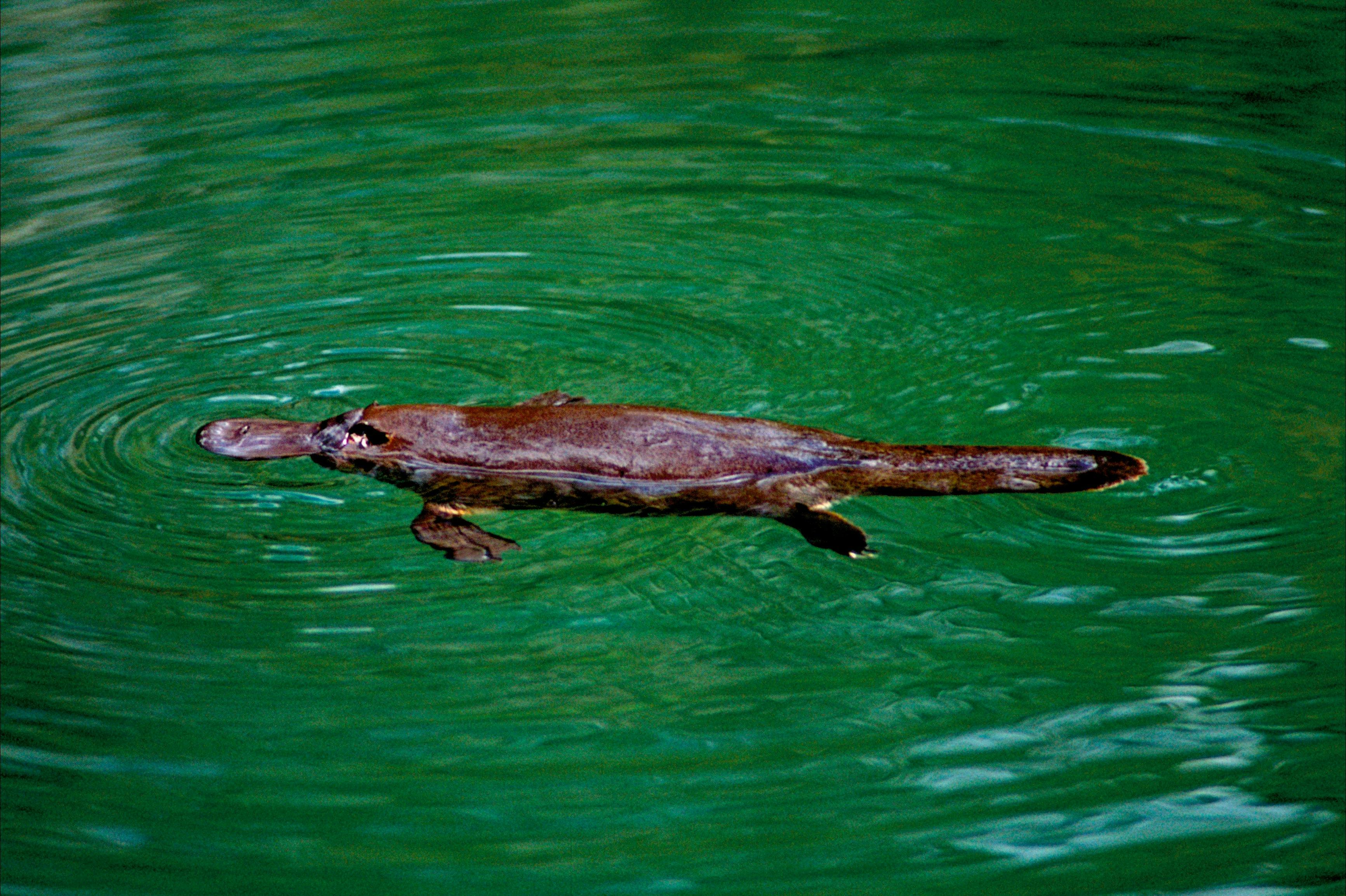 Platypus at Eungella National Park