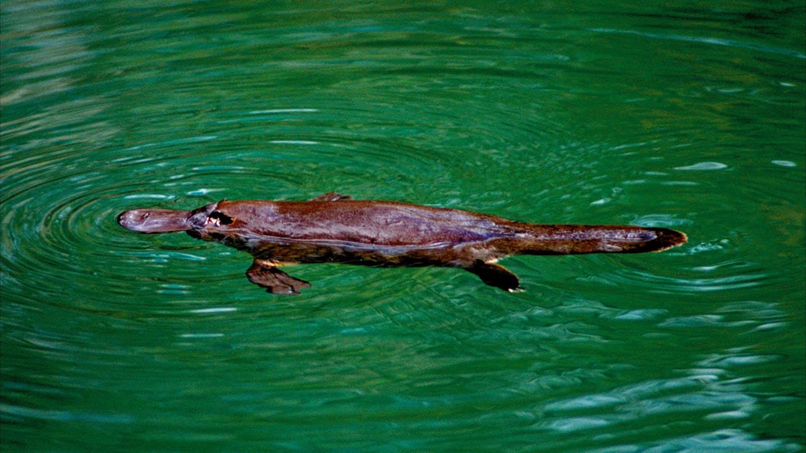 A Natural Adventure through The Mackay Region