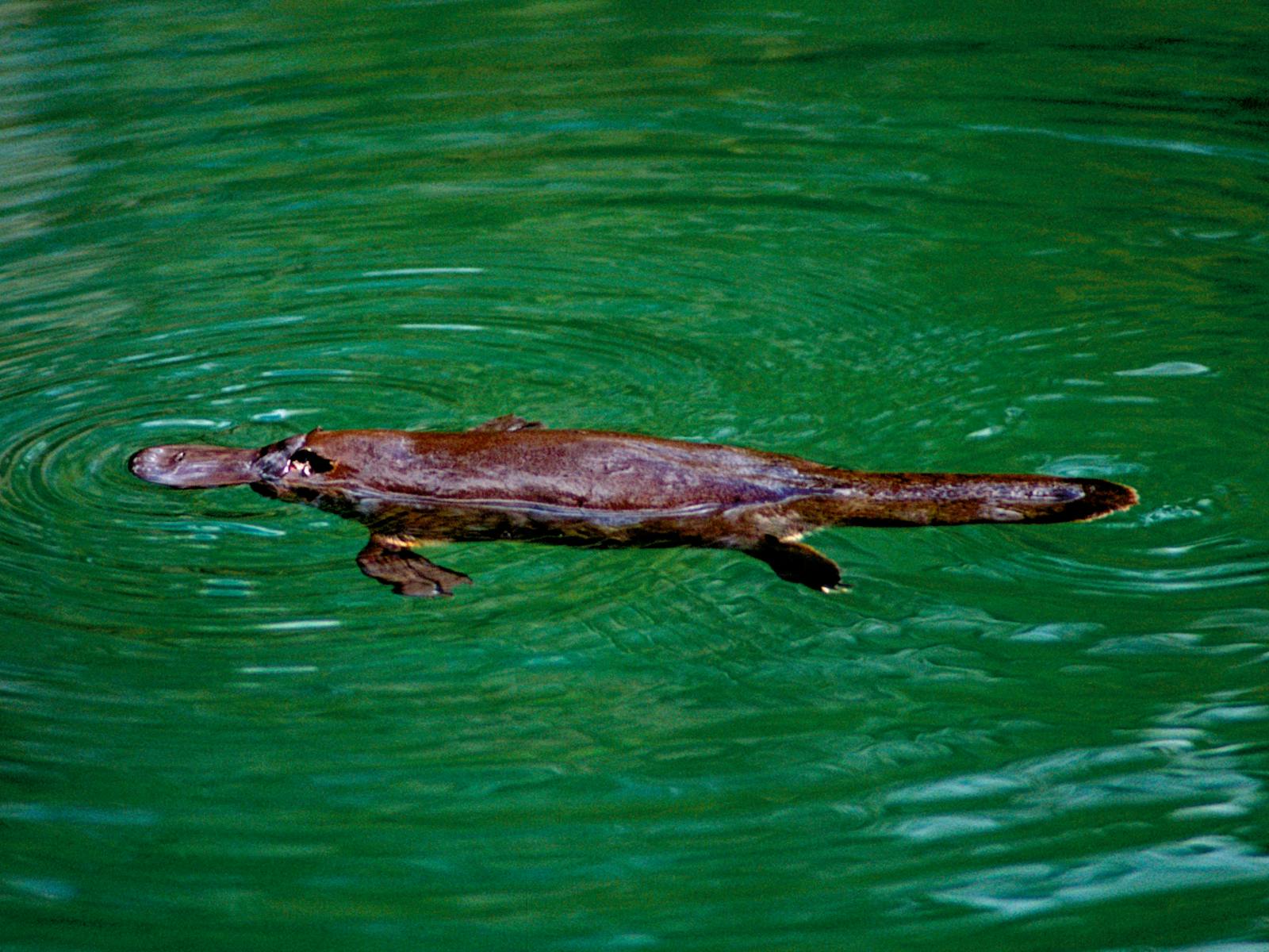Platypus at Eungella National Park