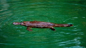 Platypus at Eungella National Park