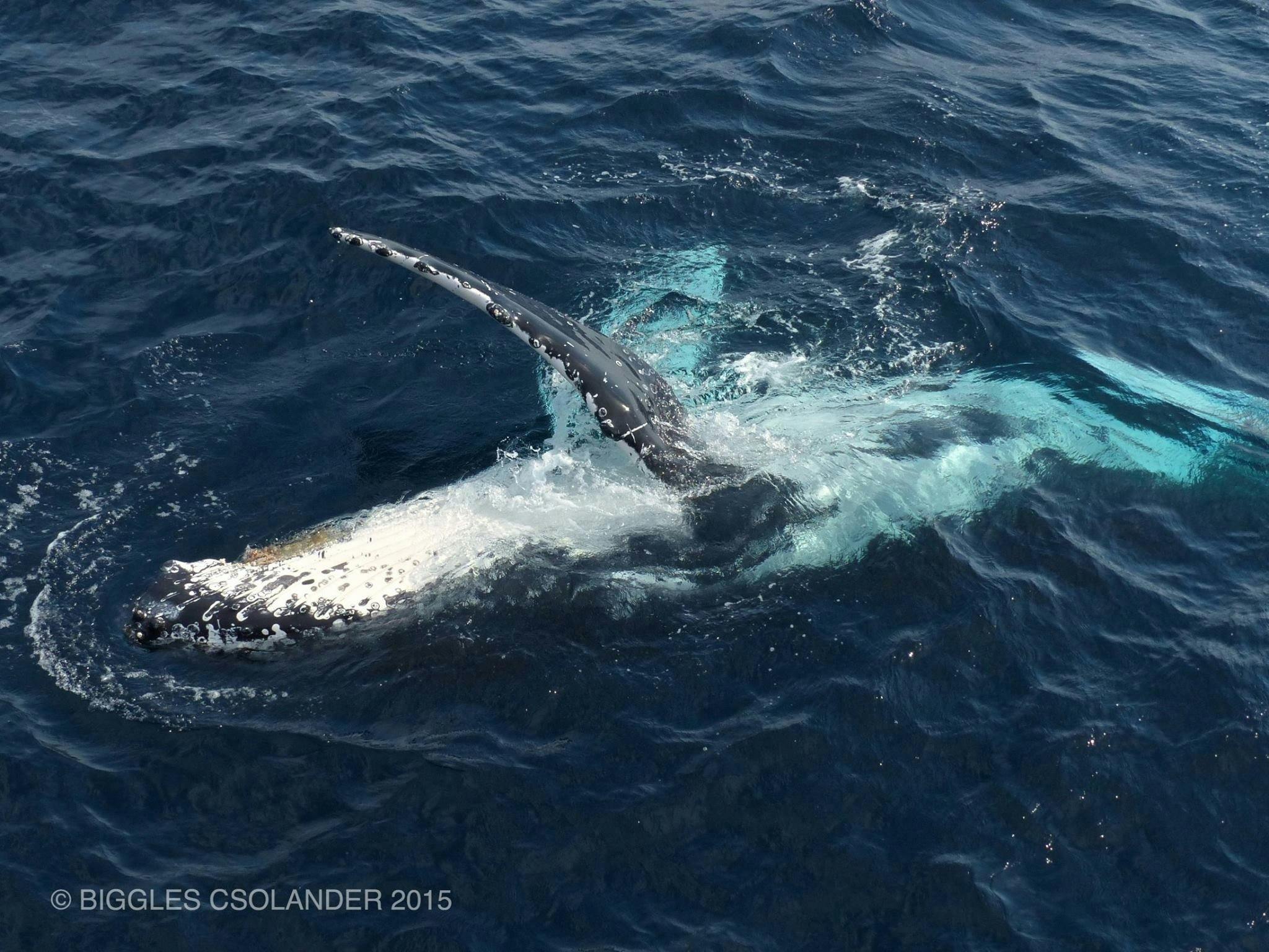 座头鲸 Pec 拍打