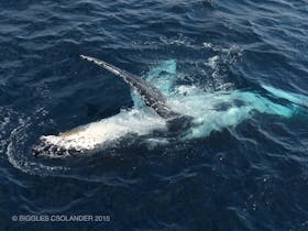 Humpback Whale Pec Slapping