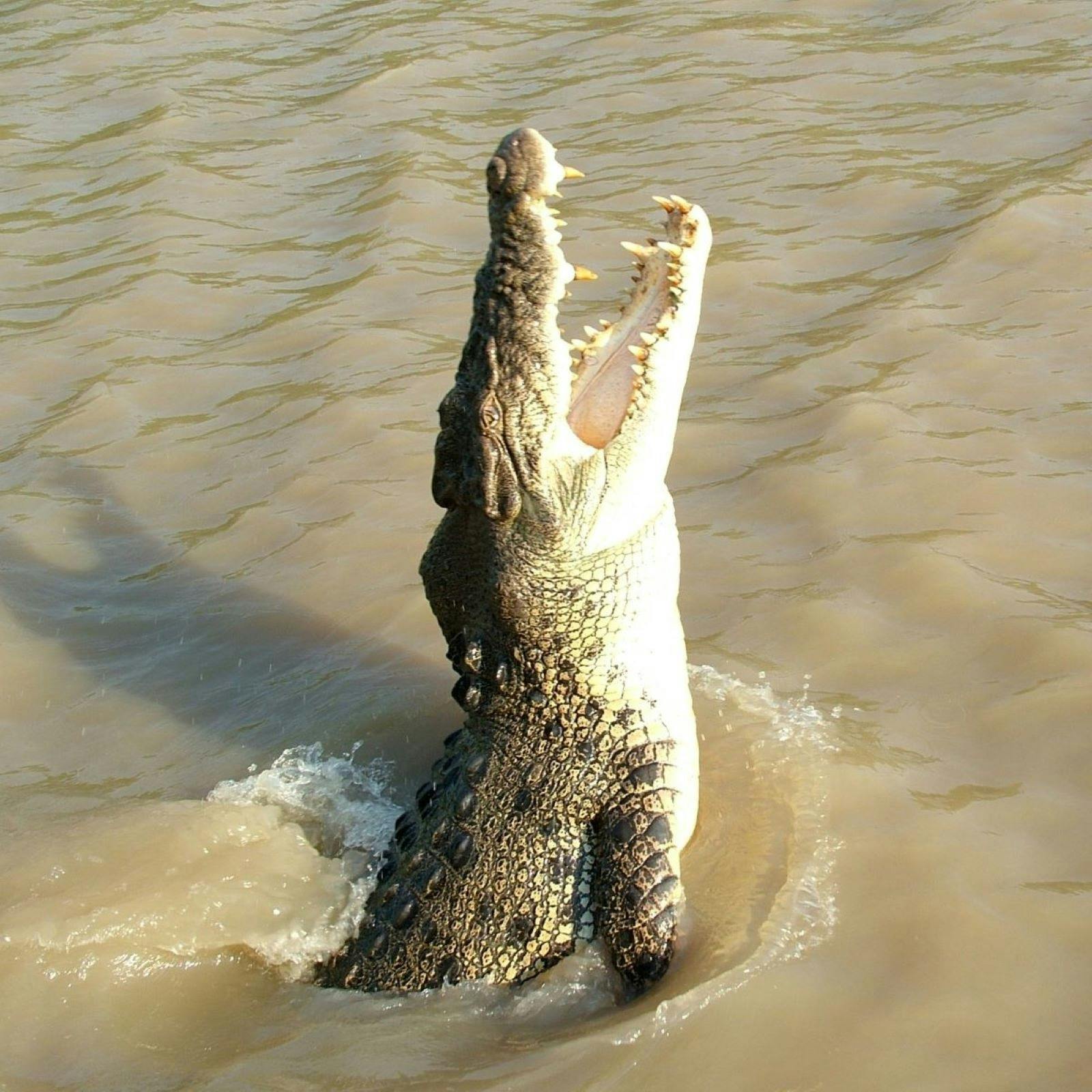 Large jumping male crocodile with a third of its body out of water
