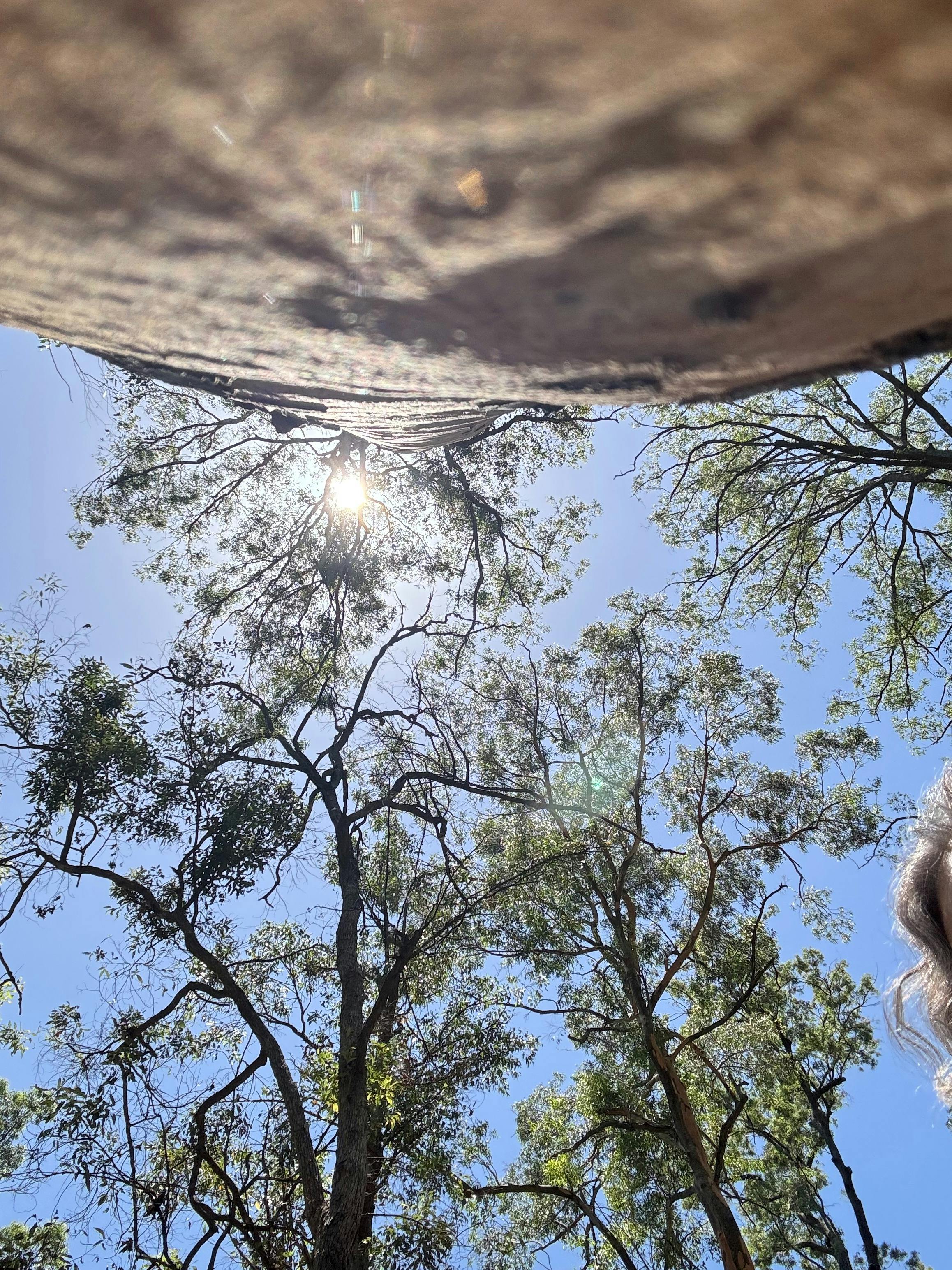 tall trees