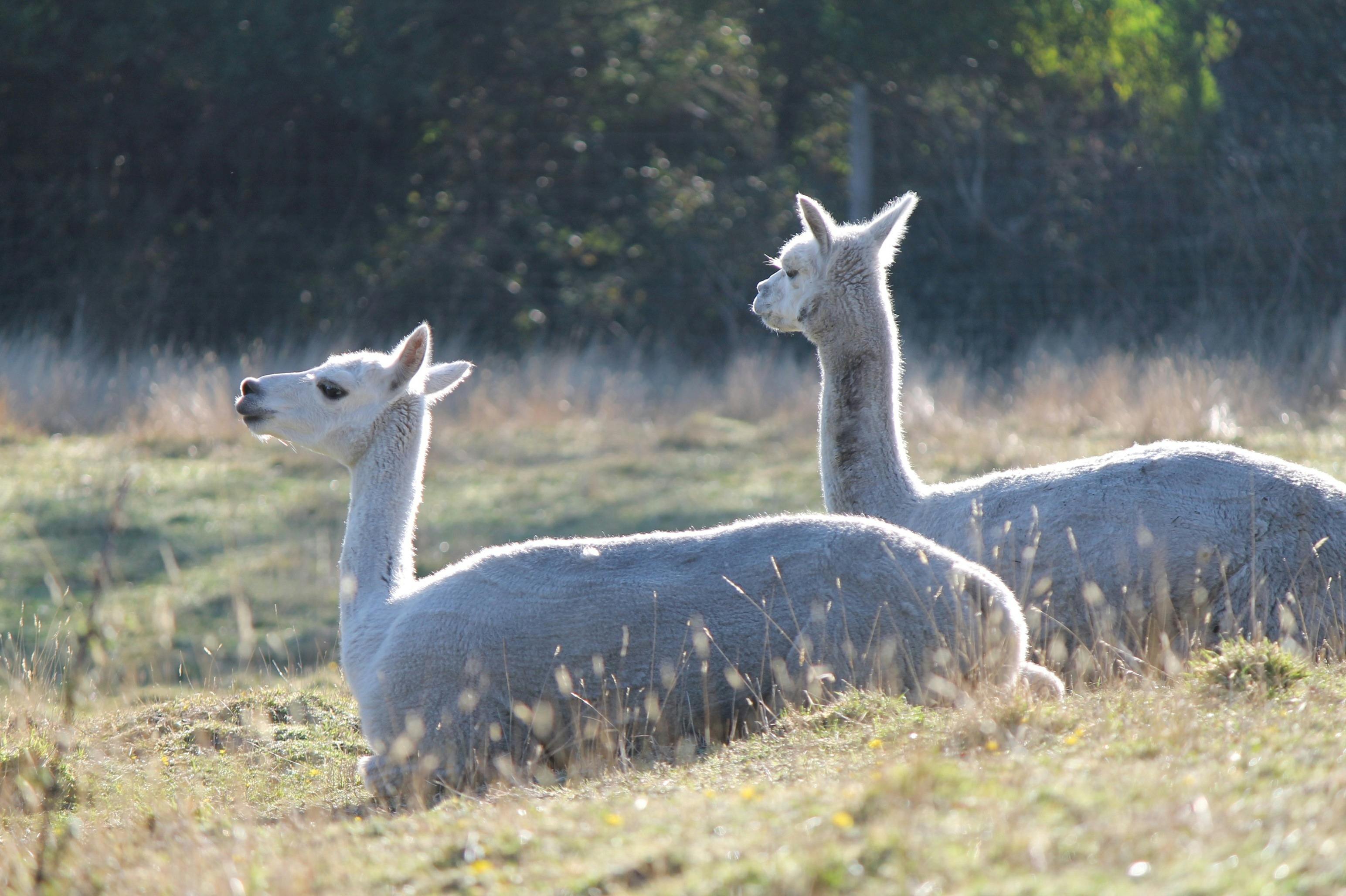Great Ocean Road Wildlife Park Animal Encounters and Dingo Education